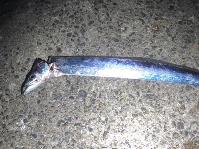 武庫一、タッチ〜勝負