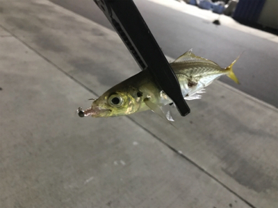 アジは裏切らない