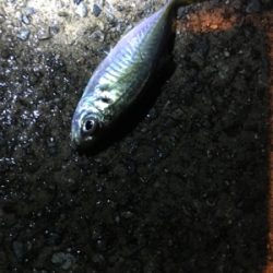 ナイトアジング