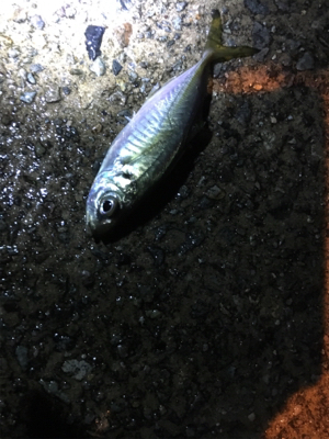 ナイトアジング