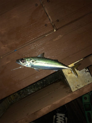 今夜もアタリ多数でした