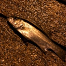 仕事終わりにライトゲーム