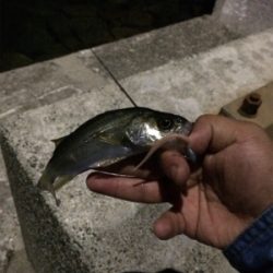 三河湾で初タケノコ