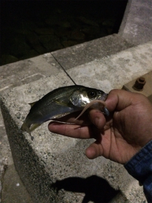 三河湾で初タケノコ