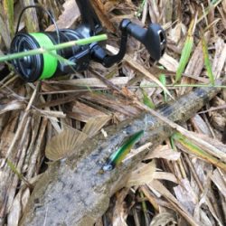 コチのスレがかり