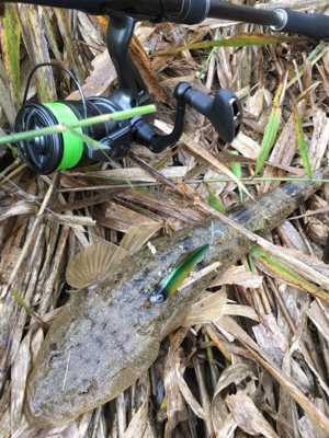 コチのスレがかり