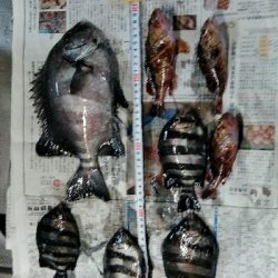 コブダイ釣り空振り