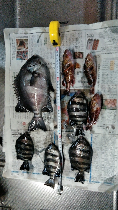 コブダイ釣り空振り