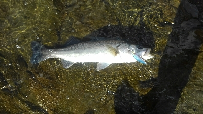 ヒラじゃなかった