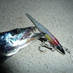 台風後タチウオ調査