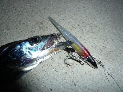 台風後タチウオ調査