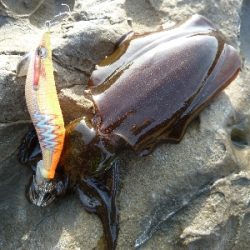 磯ハギング楽し♪