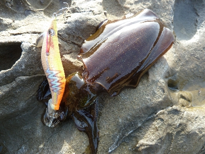 磯ハギング楽し♪