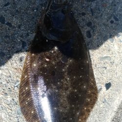 待望の　ヒラメが