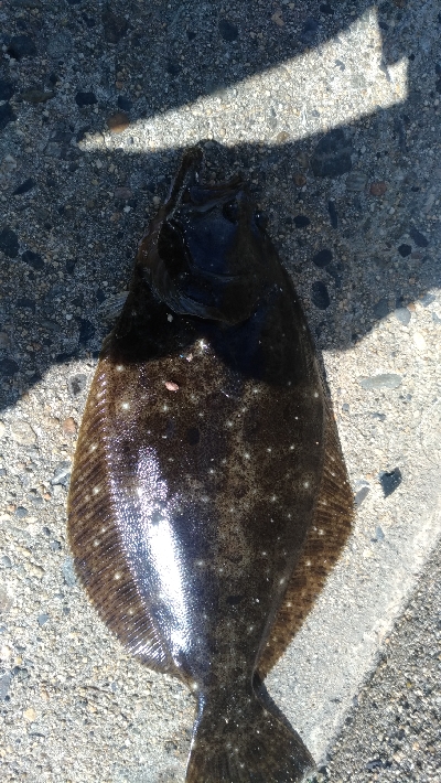 待望の　ヒラメが