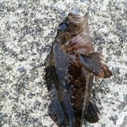 久しぶりの根魚