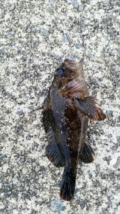 久しぶりの根魚