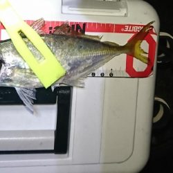 デカアシの回遊は、ありません。