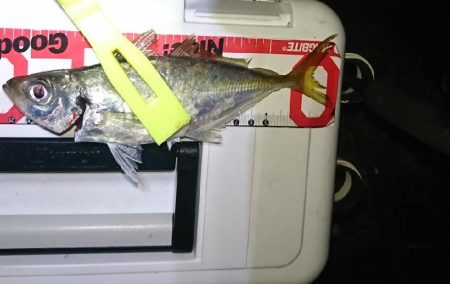 デカアシの回遊は、ありません。