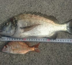 チョイ投げ釣り ヒョウダイ、チヌ