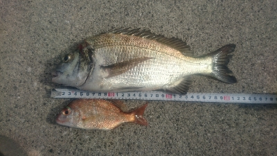 チョイ投げ釣り ヒョウダイ、チヌ