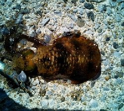 爆風の中の釣果