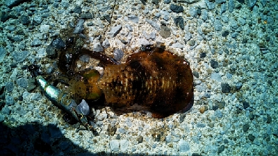 爆風の中の釣果