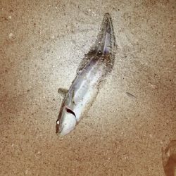 穴子・キス・セイゴ・ゴンズイ