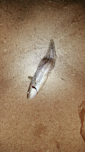 穴子・キス・セイゴ・ゴンズイ