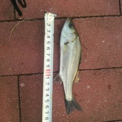 餌付け　～豊洲ぐるり公園～