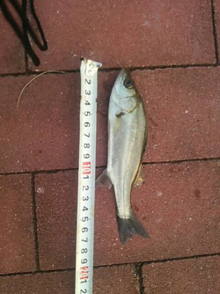 餌付け　～豊洲ぐるり公園～