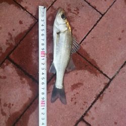 まさかの・・・　～豊洲ぐるり公園～