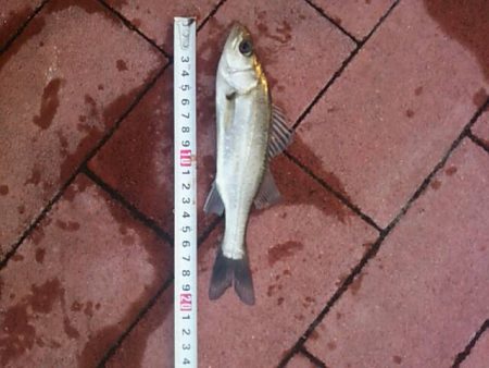 まさかの・・・　～豊洲ぐるり公園～