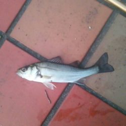 連チャンにて　～辰巳一付近～