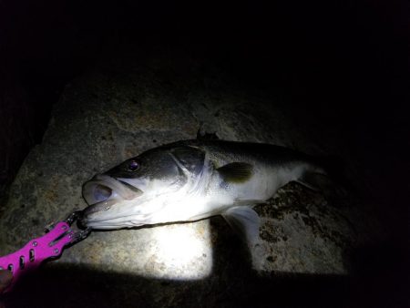 ランカーサイズ！