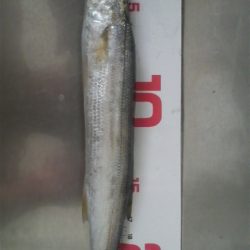 サゴシ回遊の為アオリ避難中?