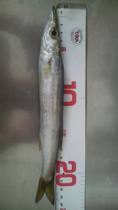 サゴシ回遊の為アオリ避難中?