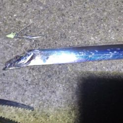 今年初めてのタッチー