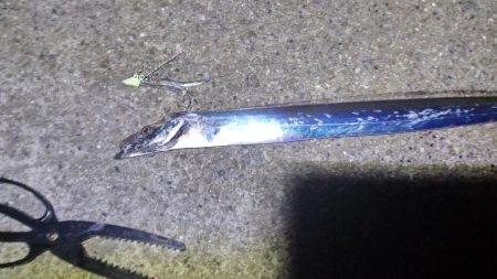 今年初めてのタッチー