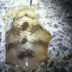 アオリイカ避難解除！