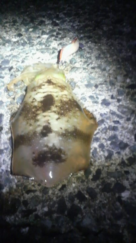 アオリイカ避難解除！