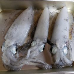 楽しくエギング