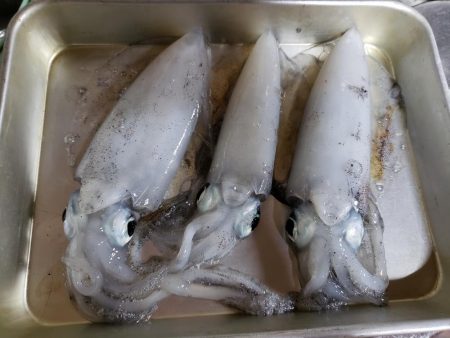 楽しくエギング