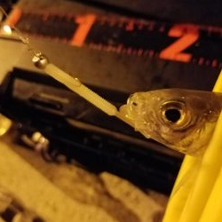 ボチボチな釣果