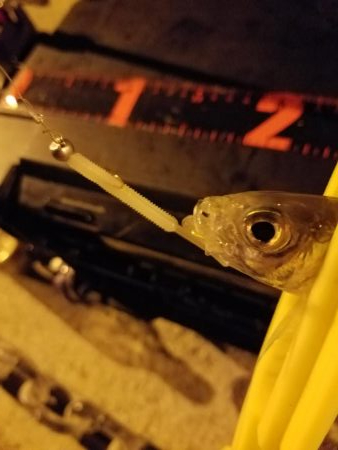 ボチボチな釣果