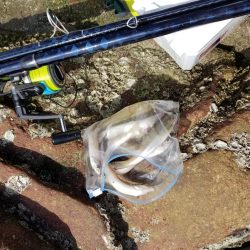 やっと釣れました！