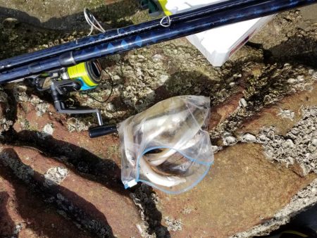 やっと釣れました！