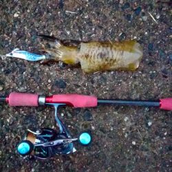 ジグ～エギング