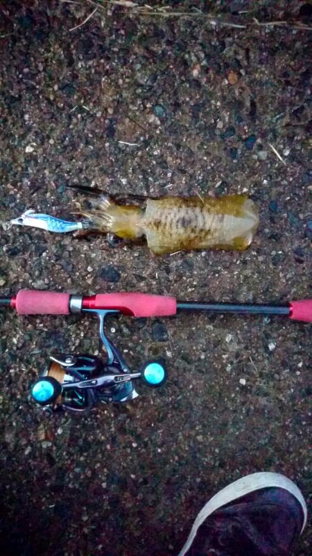 ジグ～エギング