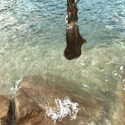 男鹿島エギング(2018-8)